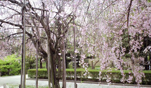 神戸大学の枝垂れ桜