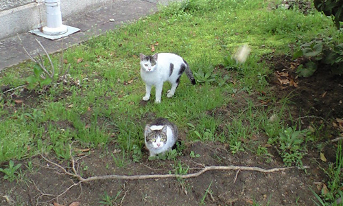 猫のアカデミア